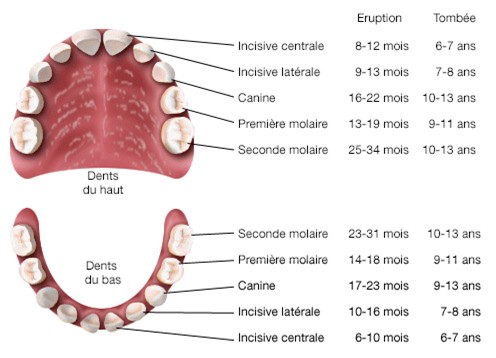 schéma explicatif des dens du haut et du bas : nom, position dans la machoîre, date d'éruption et de chute